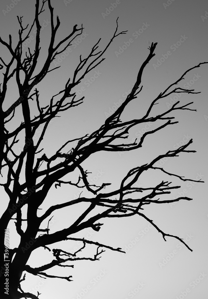 Fototapeta premium dead tree silhouette on heather field Mookse heide near Nijmegen in the Netherlands