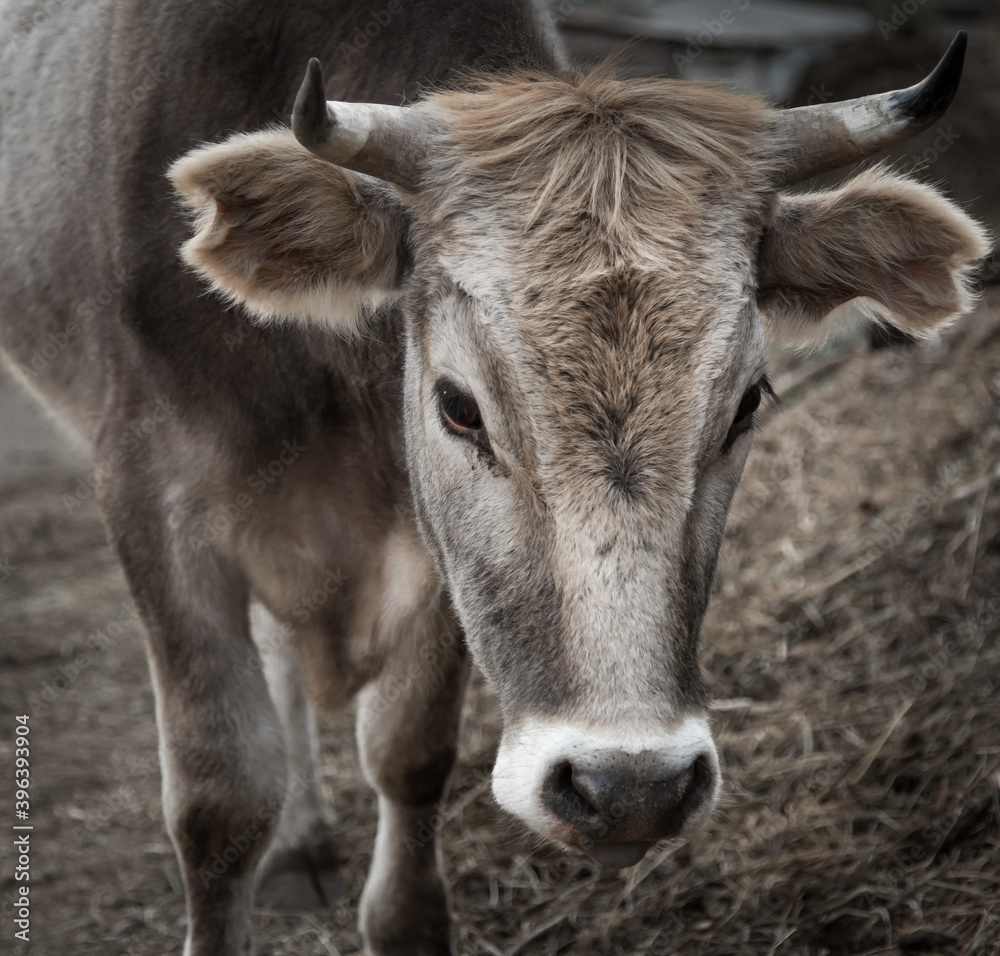 Portrait of a calf with a white face, small horns and funny forelock