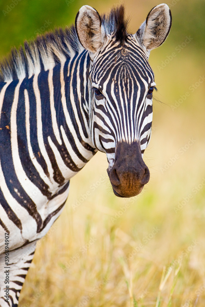 Fototapeta premium Wild Zebra outside in African savanna