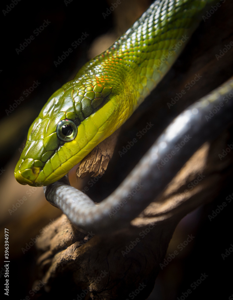 Naklejka premium Detail photo of green tree snake