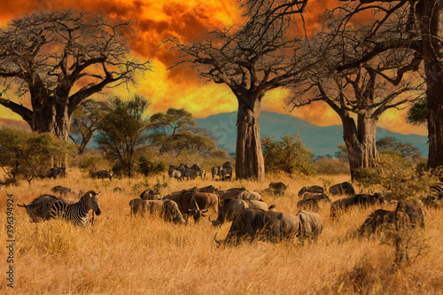 Herd of wild animals including wildebeest and zebra during migration through East Africa feed on grass under baobab trees during a colorful sunset