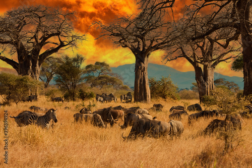 Photography Herd of wild animals including wildebeest and zebra during migration through Eas