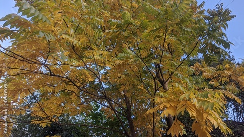 Tree with Yellow leaves
