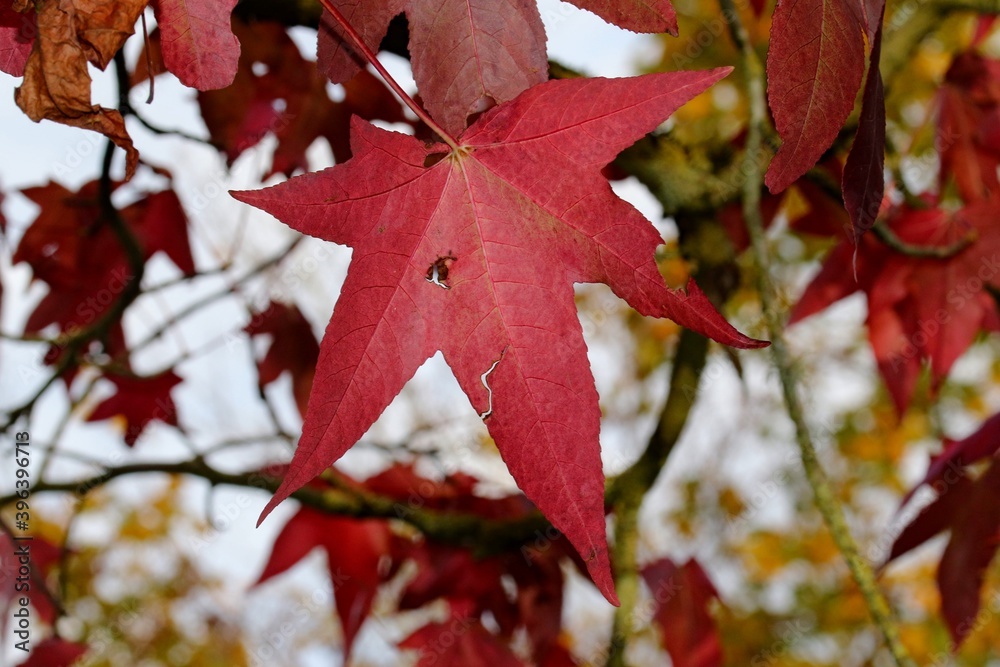 Fototapeta premium FEUILLES