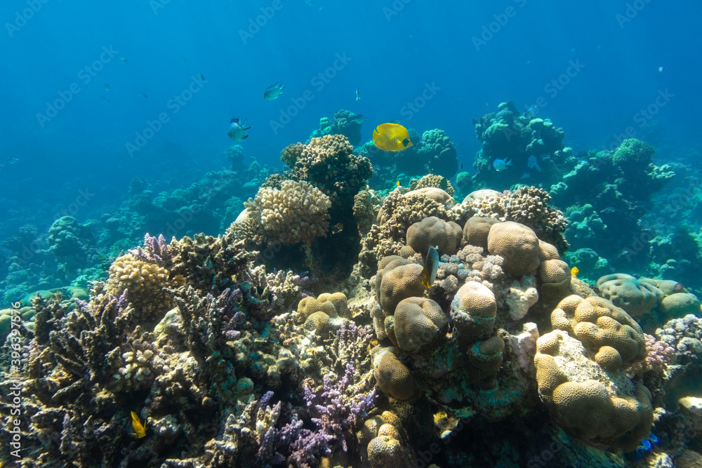 Obraz premium Butterflyfish (Masked, Chaetodon) in the coral reef, Red Sea, Egypt. Bright yellow striped tropical fish in the ocean, clear blue turquoise water. Underwater photo.