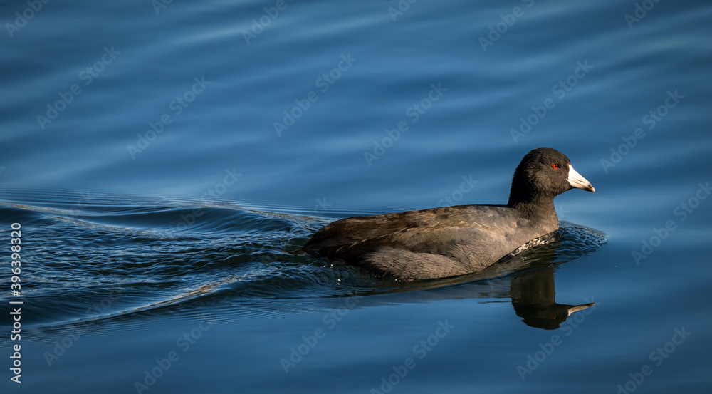 Fototapeta premium An American Coot duck swimming in water
