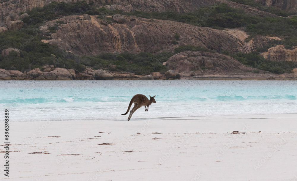 Beautiful waters and landscape of Lucky Bay with leaping kangaroo. Location is Cape Le Grand National Park in Western Australia.