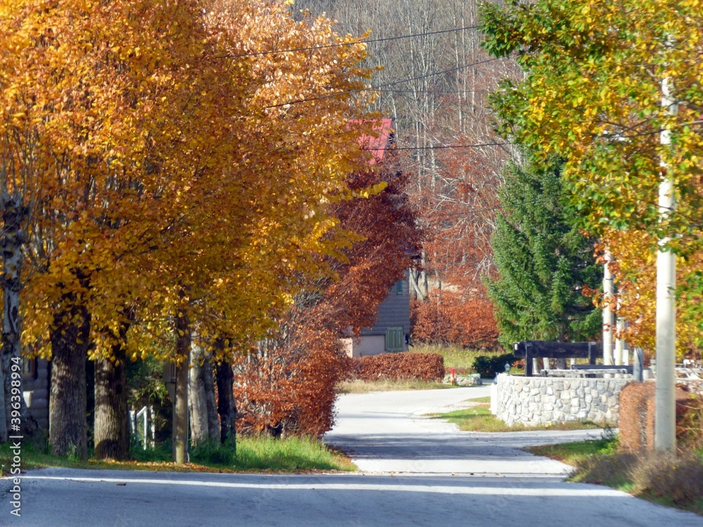 Naklejka premium forest