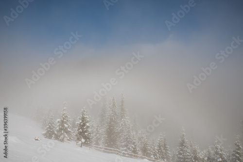 Trees in the mountains, covered with fresh snow and frost. Foggy morning winter landscape.