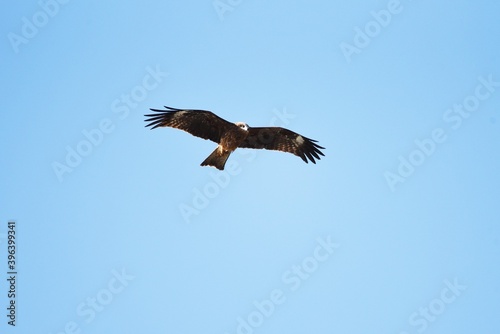 Black kite on the beach.