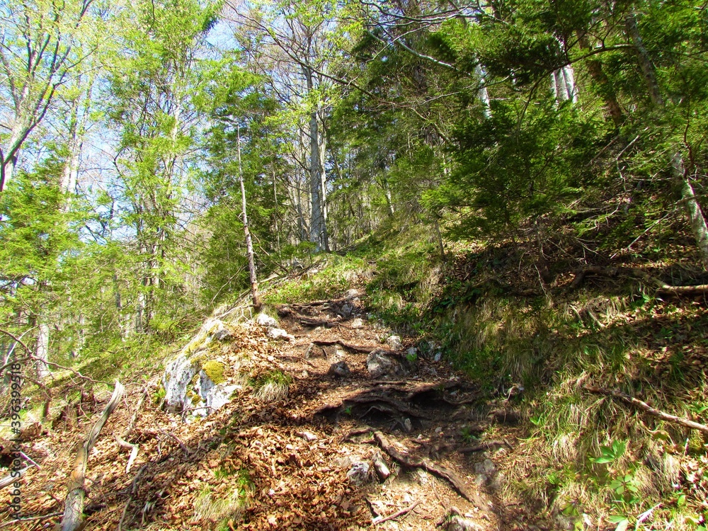 Mixed broadleaf and conifer forest with beech and spruce in spring Mixed broadleaf and conifer forest with beech and spruce in spring