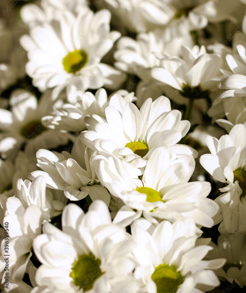 Fototapeta premium A bouquet of daisies. Flower. Large daisies. Petals. Close-up