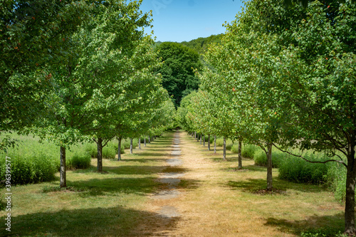 Tree Orchard