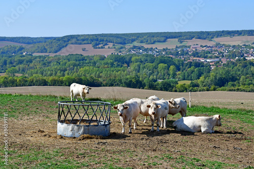 La Roche Guyon , France - september 23 2020 : cows in a meadow photo