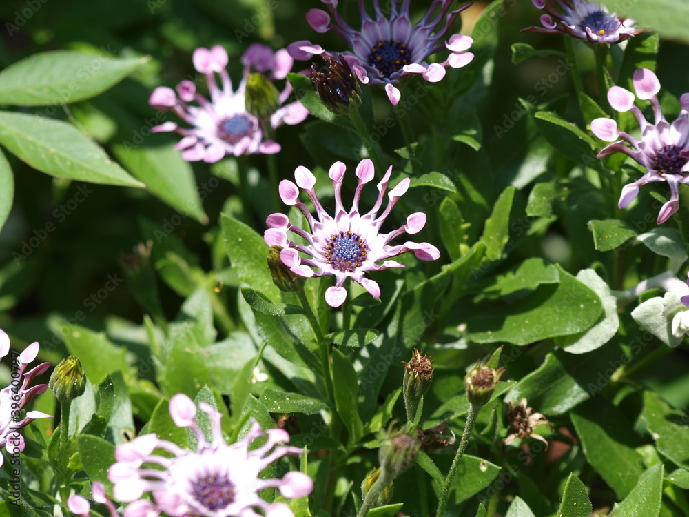 Obraz premium Osteospermum ecklonis 'Flower Power Spider White' - African Daisy. Row of white spoke-like petals with purplish tubular backs like stained-glass pattern and purplish to brown center