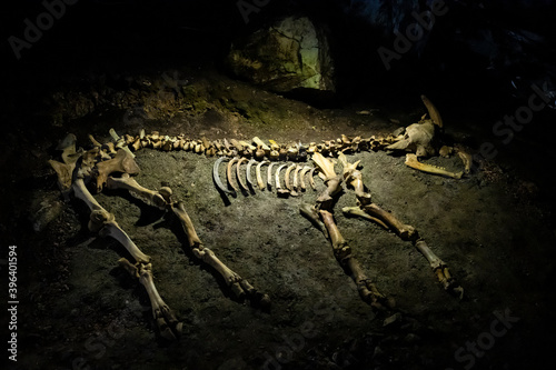 Skeleton of an ancient animal in a Mammoth cave in the Republic of Crimea  Russia. October 2  2020