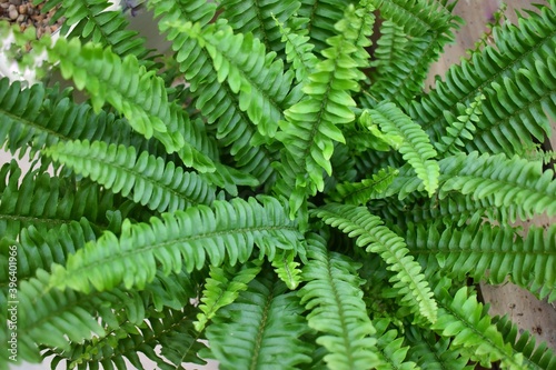 fern leaves 