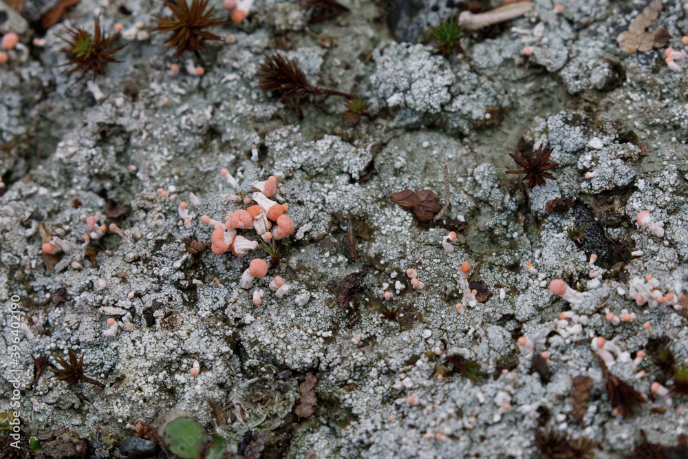 pink earth lichen, both fruiticose and crustose pink earth lichen, both fruiticose and crustose