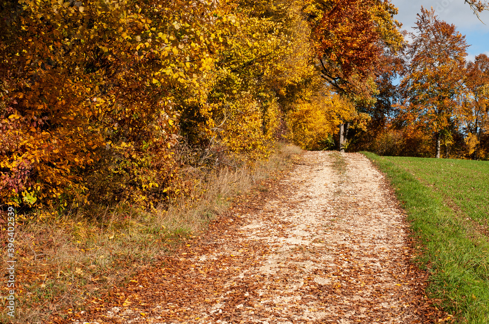 a gravel path covered with fallen dry leaves