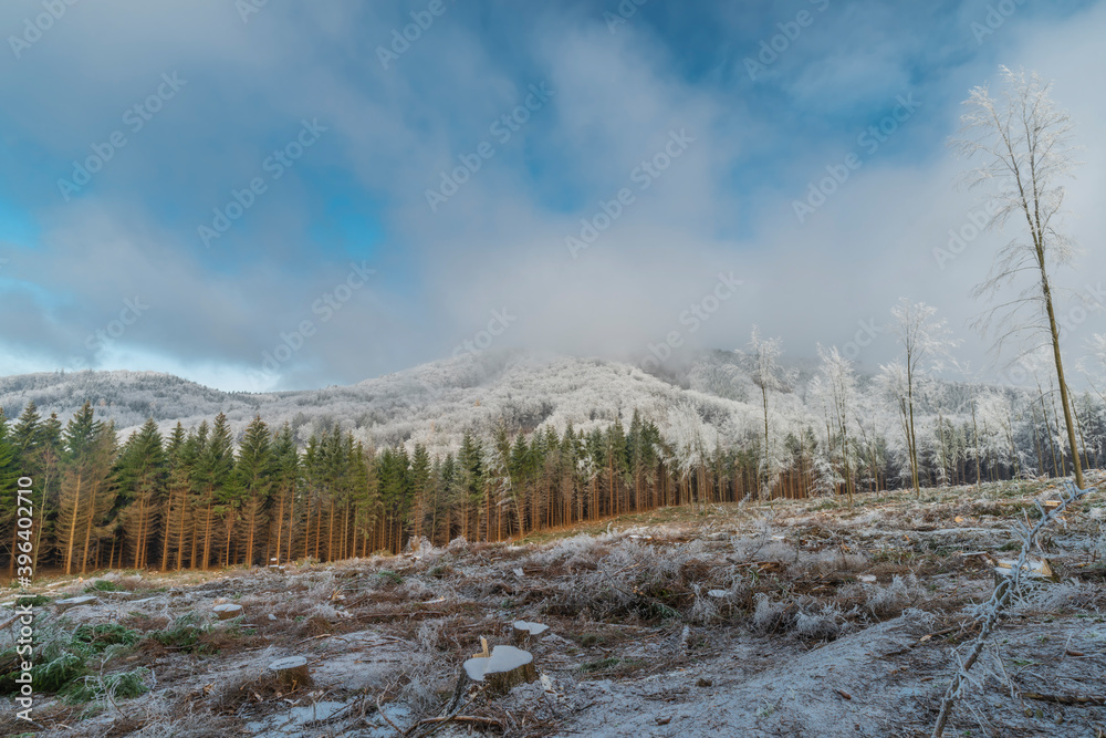 Opening after cut down tree in winter day near Hostyn hill in east Moravia Opening after cut down tree in winter day near Hostyn hill in east Moravia