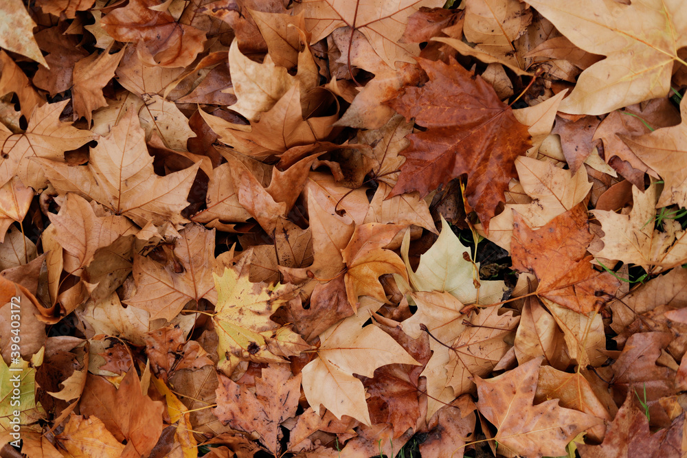 Autumn leaf background in shades of brown and ochre Autumn leaf background in shades of brown and ochre