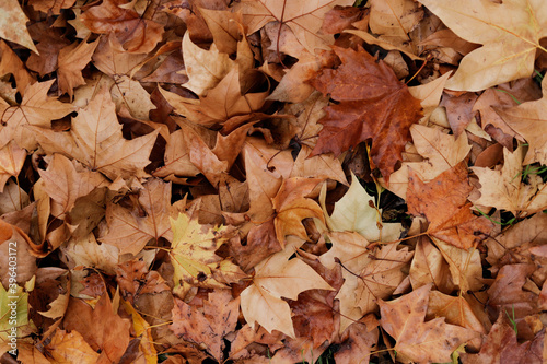 Autumn leaf background in shades of brown and ochre