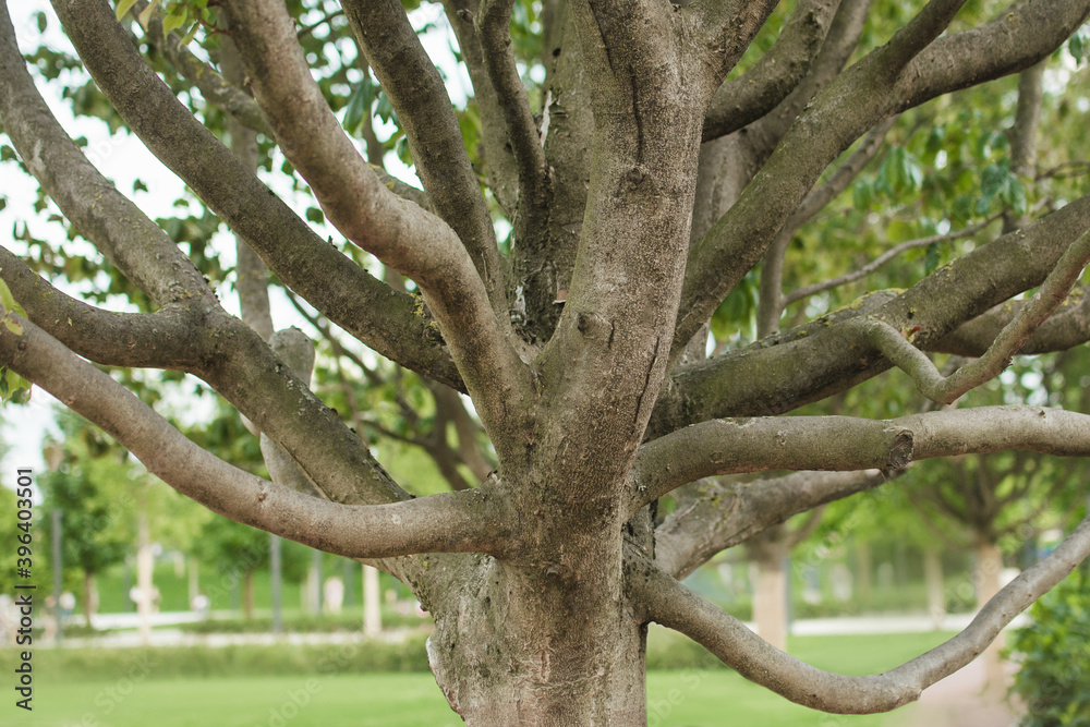 the trunk of a Parrotia persica tree with many branches. Persian ironwood tree in the park