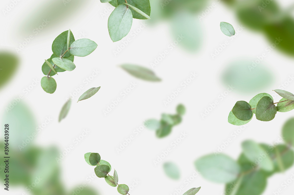 Flying fresh green branches of eucalyptus on light gray background. Flat lay, top view, mock up. Nature eucalyptus leaves background. Eucalyptus branches pattern. Floral frame, layout for design Flying fresh green branches of eucalyptus on light gray background. Flat lay, top view, mock up. Nature eucalyptus leaves background. Eucalyptus branches pattern. Floral frame, layout for design