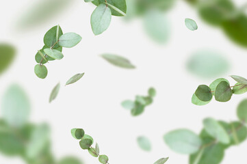Flying fresh green branches of eucalyptus on light gray background. Flat lay, top view, mock up. Nature eucalyptus leaves background. Eucalyptus branches pattern. Floral frame, layout for design