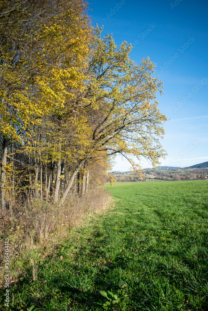 Fototapeta premium Colorful autumn trees with yellow leaves. Autumn trees on blue sky.