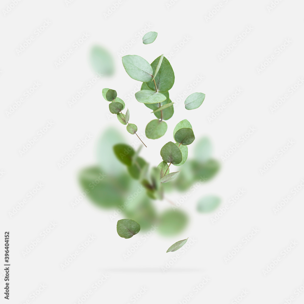 Obraz premium Flying fresh green branches of eucalyptus on light gray background. Flat lay, top view, mock up. Nature eucalyptus leaves background. Eucalyptus branches pattern. Floral frame, layout for design