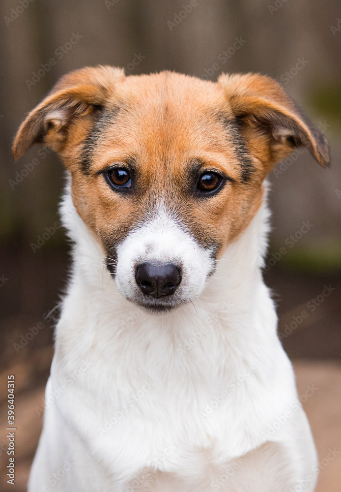 sad muzzle dog mongrel looking at the camera sad muzzle dog mongrel looking at the camera