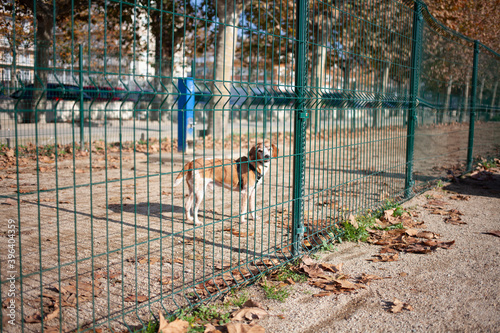 Canvas Print One dog in a fenced area. Walking dogs in the city.