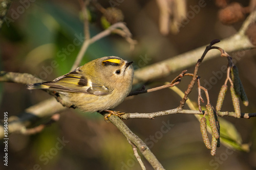 Goldcrest on a branch 