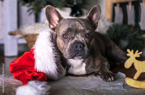 Fototapeta Naklejka Na Ścianę i Meble -  french bulldog wearing a santa hat