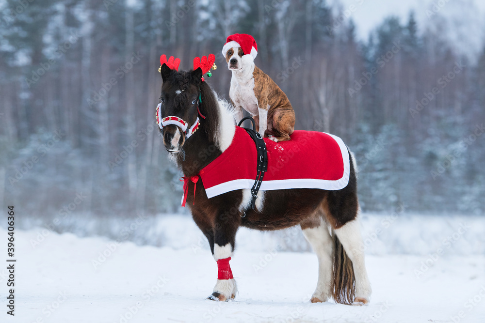 Dog wearing a hat of santa claus riding on the back of a pony dressed up for Christmas. 
American staffordshire terrier dog and paint color pony at Christmas.