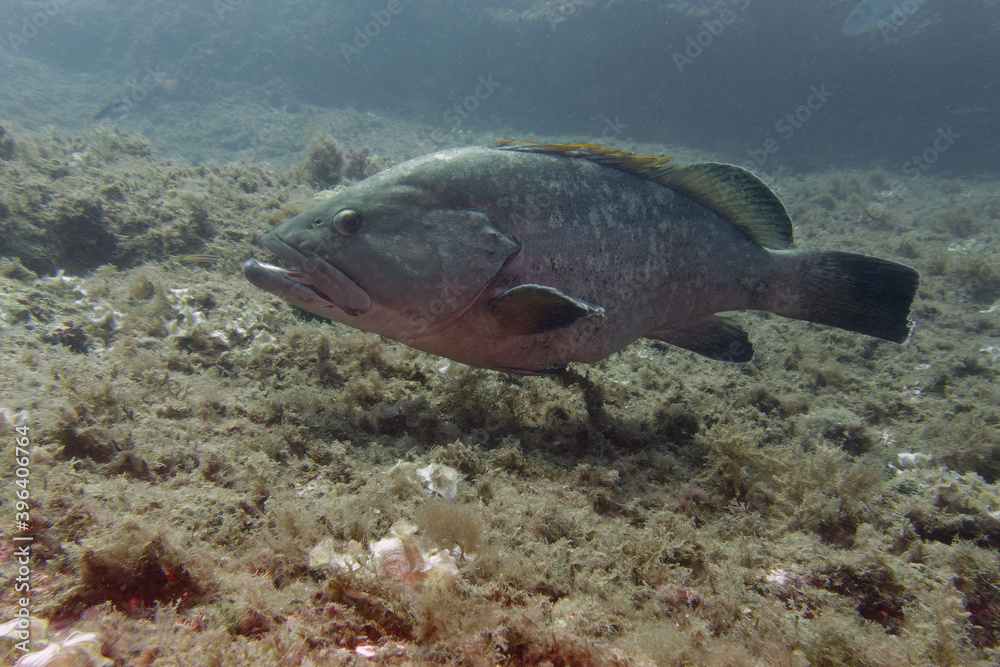 Obraz premium Dusky grouper (Epinephelus marginatus) in Mediterranean Sea