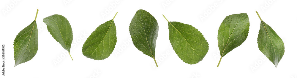 Fototapeta premium Set of green plum leaves on white background, banner design