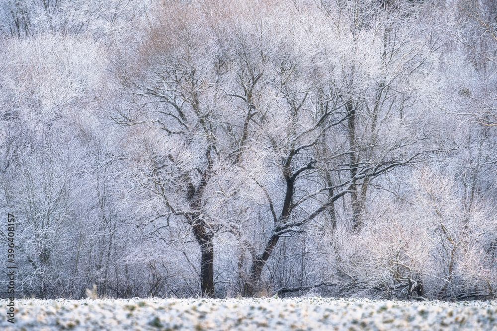 Obraz premium Winter landscape