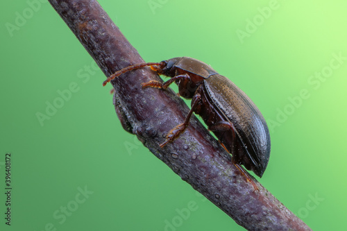 a beetle - Nalassus laevioctostriatus photo