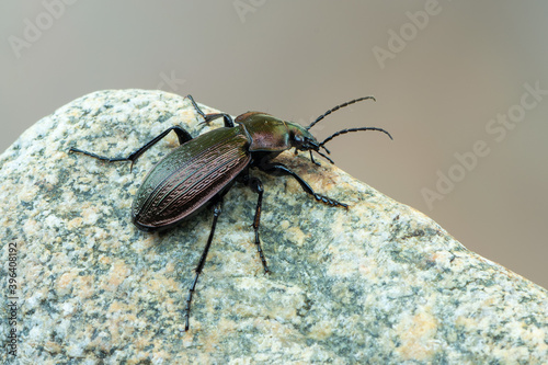 a ground beetle - Carabus monilis
