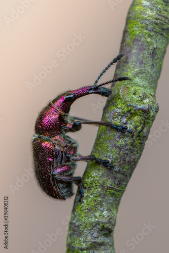 cherry-fruit weevil - Rhynchites auratus photo