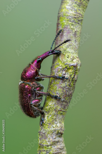 cherry-fruit weevil - Rhynchites auratus photo