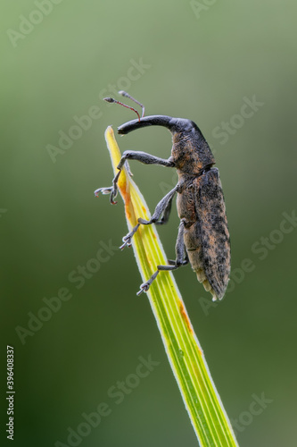weevil beetle - Lixus fasciculatus photo