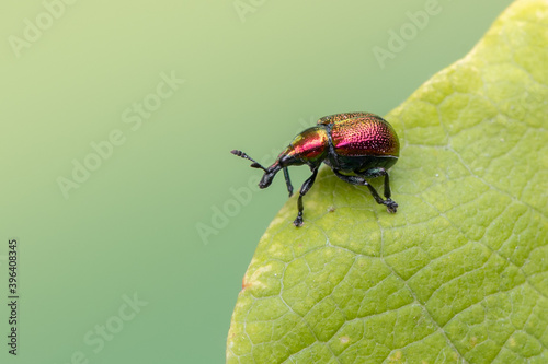 a weevil beetle - Byctiscus populi