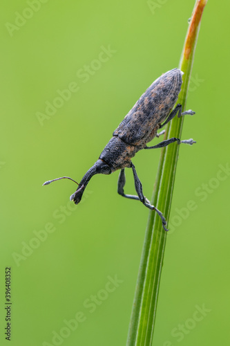 weevil beetle - Lixus fasciculatus photo