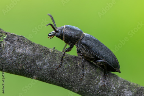 longhorn beetle - Spondylis buprestoides © Marek R. Swadzba