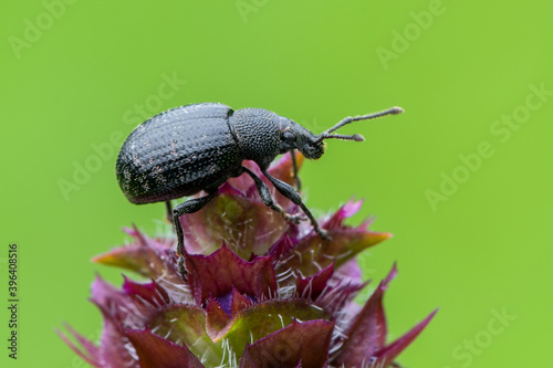 a weevil beetle - Otiorhynchus sp. © Marek R. Swadzba