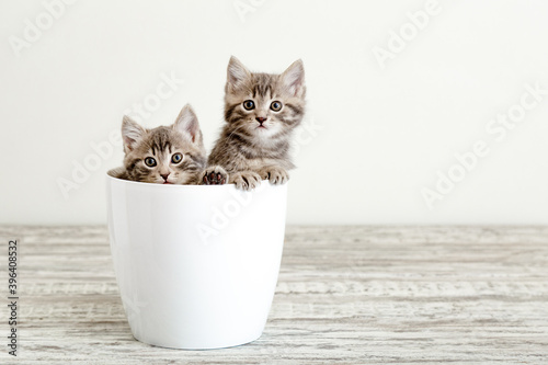 Two gray tabby kittens sitting in white flower pot. Portrait of two adorable fluffy kittens with copy space. Beautiful baby cats on white background photo