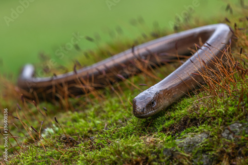 Blindworm -Anguis fragilis- on ground photo